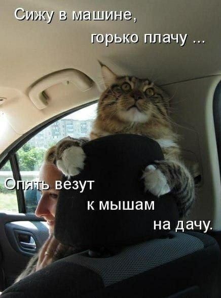 к мышам на дачу