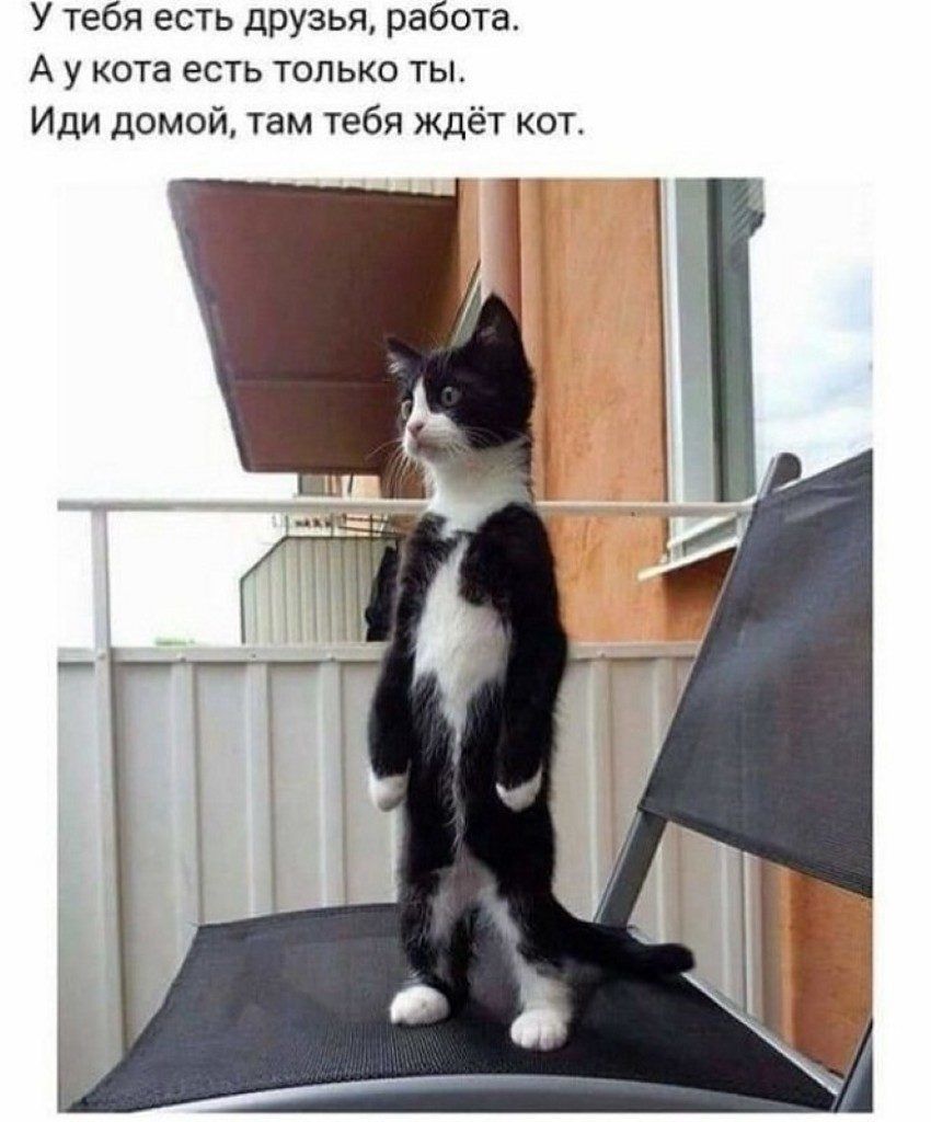 У тебя есть друзья работа А у кота есть только ты Иди домой там тебя ждёт кот