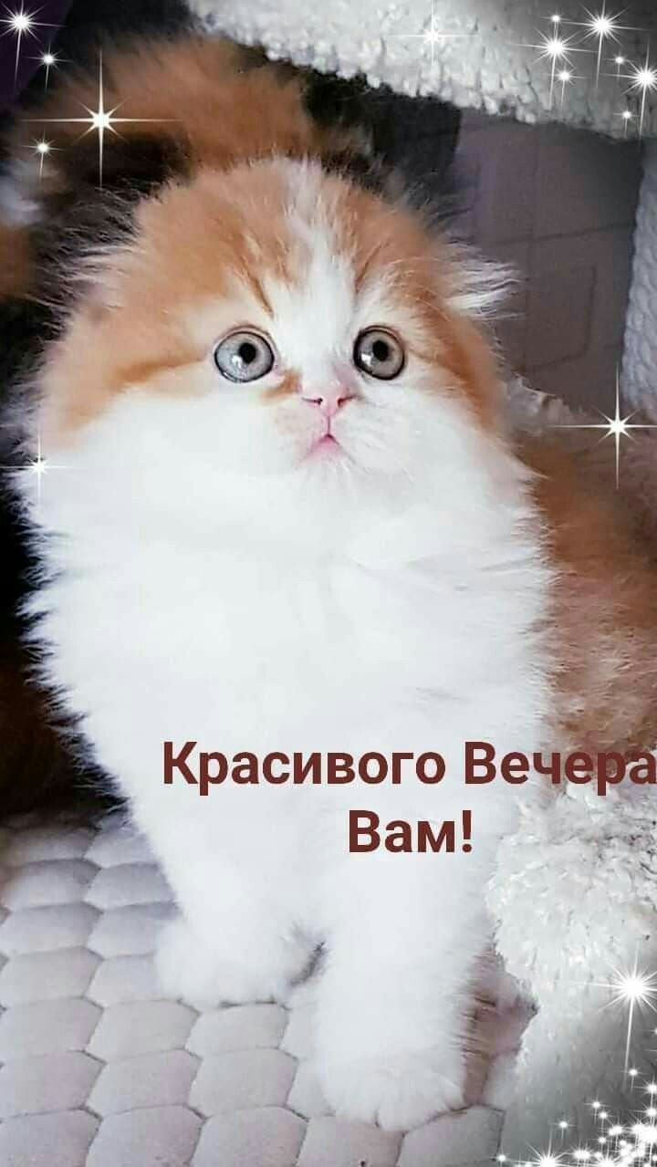 Красивого Веч Вам
