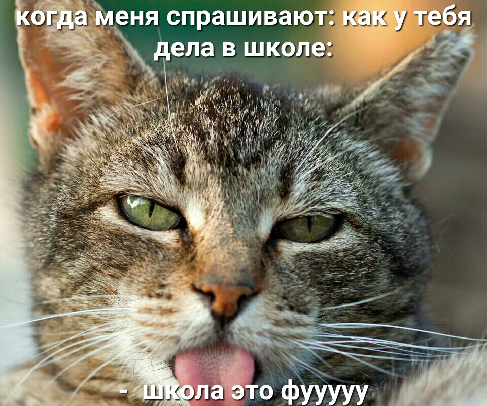 Эиеня спрашивают у тебя дела в школе