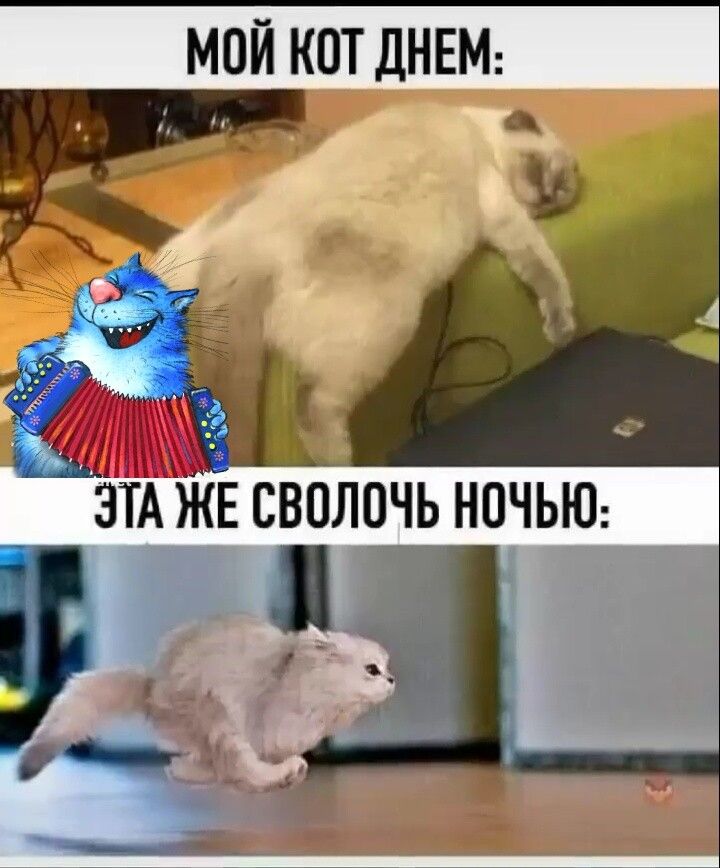 МОЙ КОТ ДНЕМ