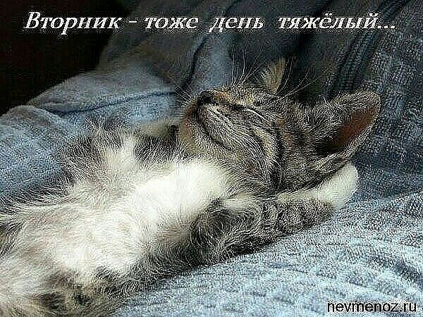 Вторниктоже день тяжёлы.
