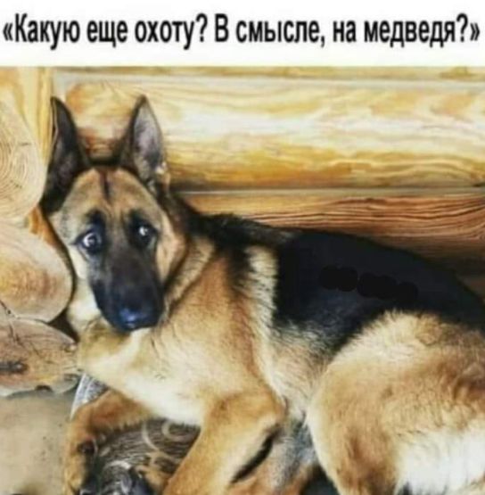 Какую еще охоту В смысле на медведя