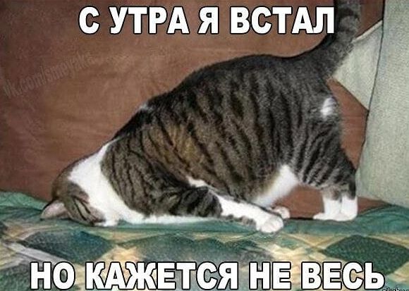 с УТРА Я ВСТАЛ ТИГ