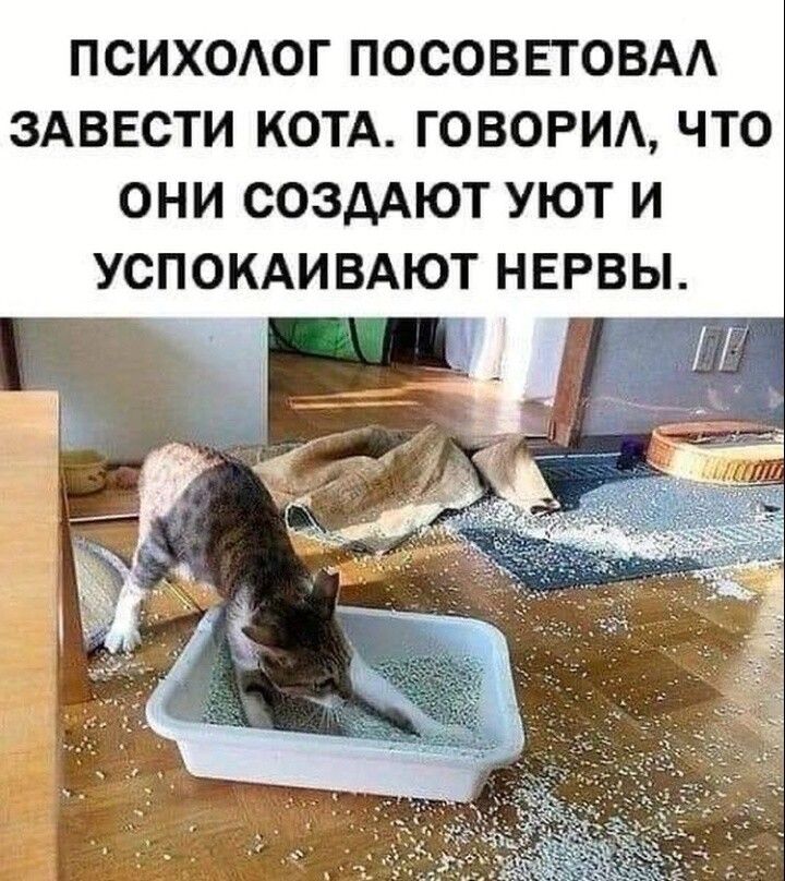 ПСИХОАОГ ПОСОВЕТОВАА ЗАВЕСТИ КОТА ГОВОРИА ЧТО ОНИ СОЗДАЮТ УЮТ И УСПОКАИВАЮТ НЕРВЫ