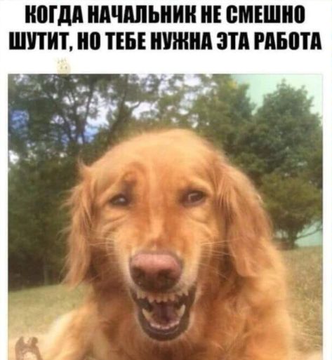 МДА МЧМШИН ВМЕШШ ШПИТ ТЕБЕ ШШШ ЭТП РАБОТА
