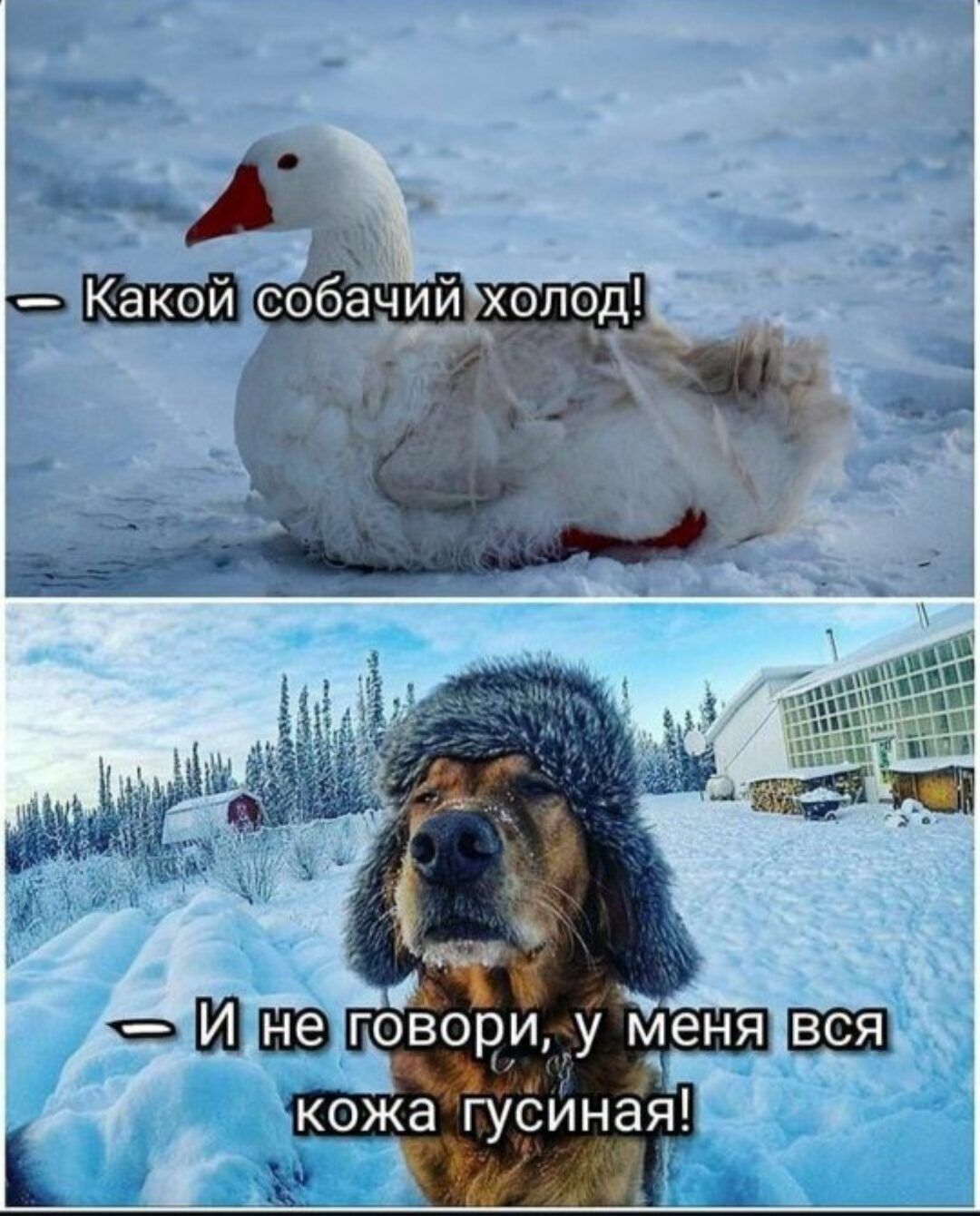 кожа гусИнаЯ ч