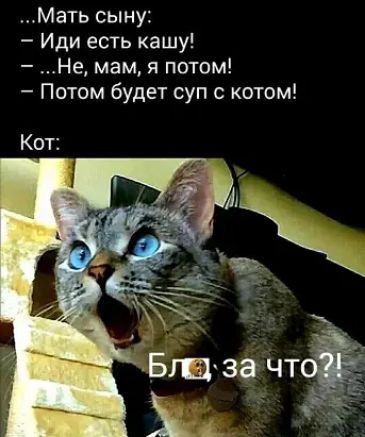 Мать сыну Иди есть кашу Не мам я потом ПОТОМ будет суп с котом Кот