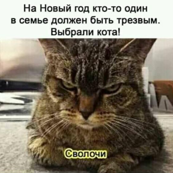 На Новый год кто то один в семье должен быть трезвым Выбрали кота