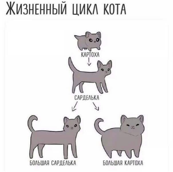 ЖИЗНЕННЫЙ ЦИК КОТА КАПОХА Ж БАРДЕАЬКА НИ БОЛЬШАЯ САРШАЬКА БОЛЬШАЯ КАРЮХА
