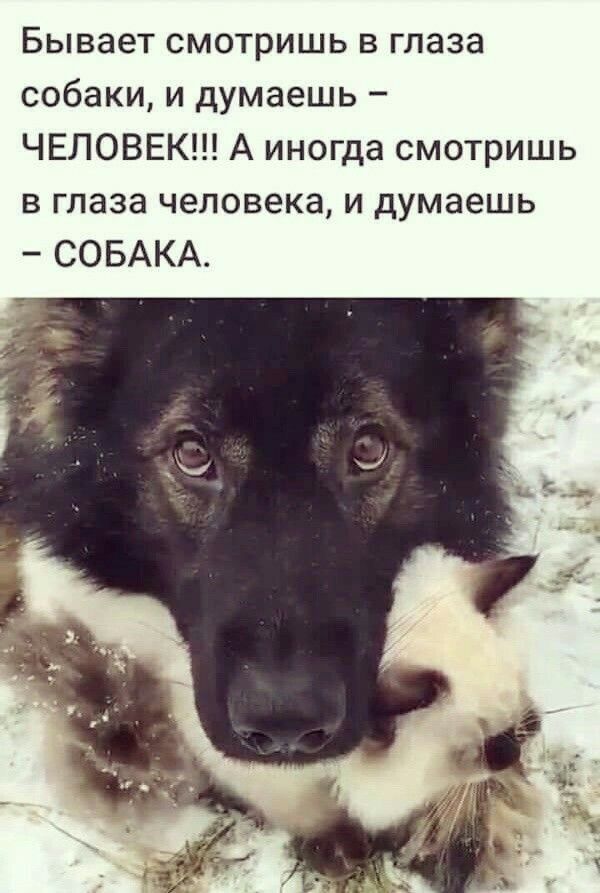 Бывает смотришь в глаза собаки и думаешь ЧЕЛОВЕК А иногда смотришь в глаза человека и думаешь СОБАКА
