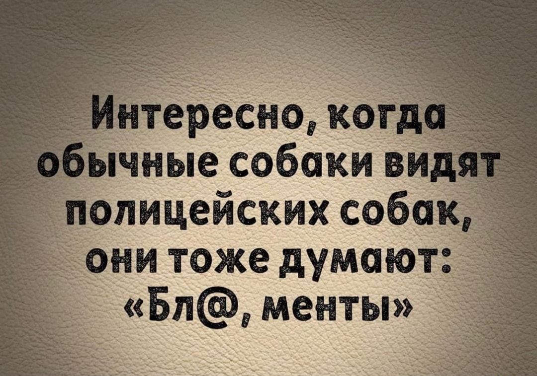 ересно каГ чные собаки ви Тііопицейских соби _ они тоже думаю г Бп менты