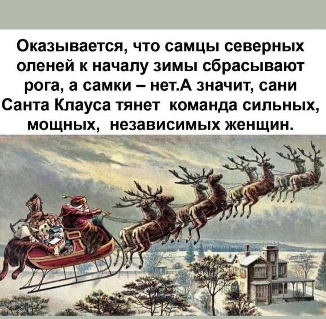 Оказывается что самцы северных оленей к началу зимы сбрасывают рога а самки нетА значит сани Санта Клауса тянет команда сильных мощных независимых женщин гйёіййй