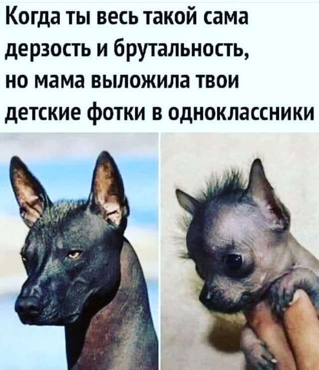 когда ТЫ ВЕСЬ такой сама дерзость и брутальность но мама выложила твои детские фотки 8 ОДНОКЛЗССНИКИ