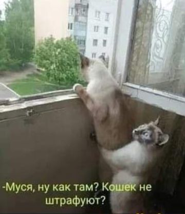 Муся ну как там7 Кошек не штрафуют