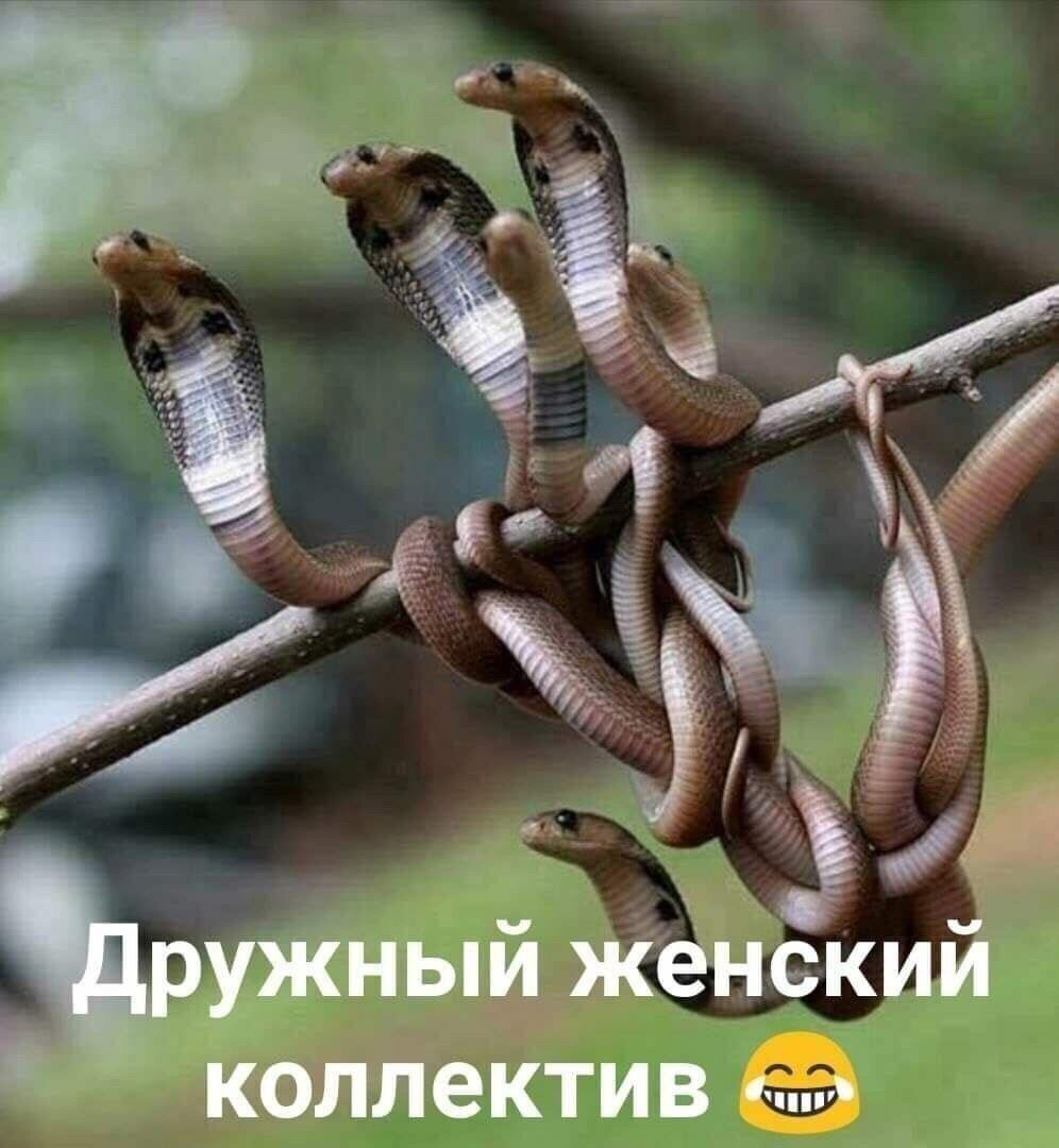 5 ружный женский коллектив