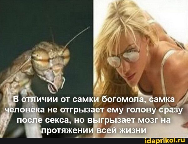 Й ичии от самки богомшЪамка а не отгрызі ет ему голову сраі секса но в грь ротяженид
