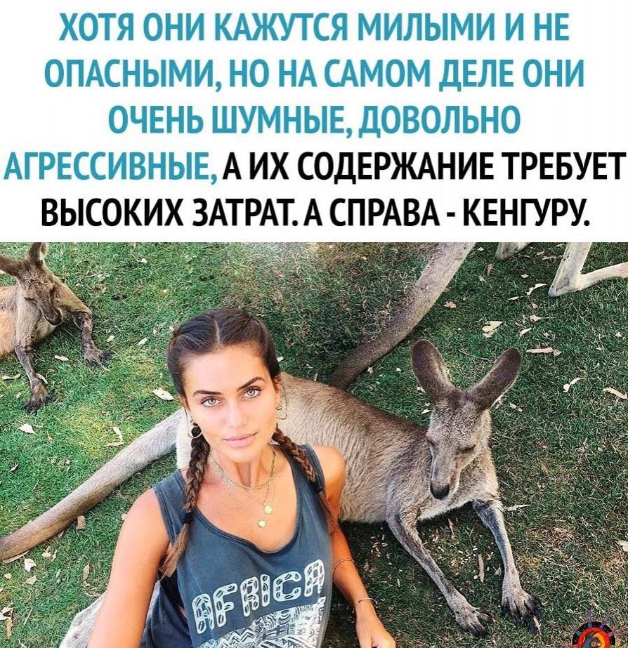 _1 _ А ИХ СОДЕРЖАНИЕ ТРЕБУЕТ ВЫСОКИХ ЗАТ А СПРАВА КЕНГУРУ