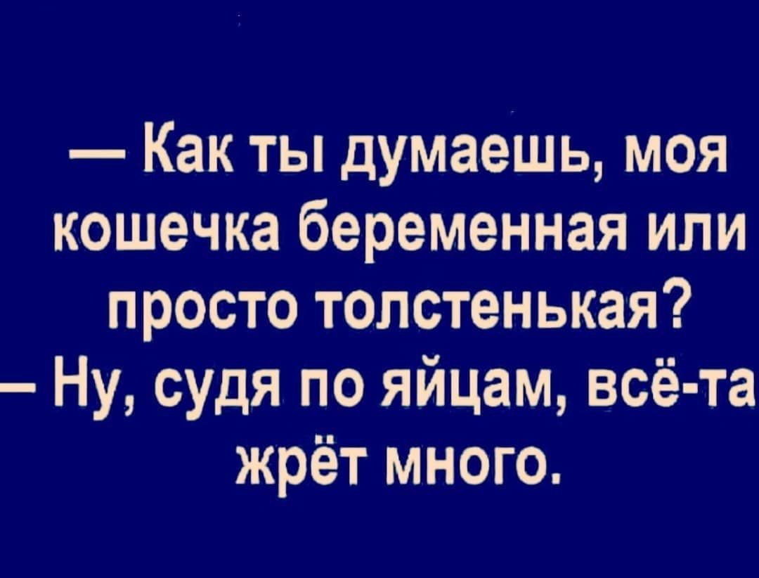 Как ты думаешь моя кошечка беременная или просто толстенькая Ну судя по яйцам всё та жрёт много