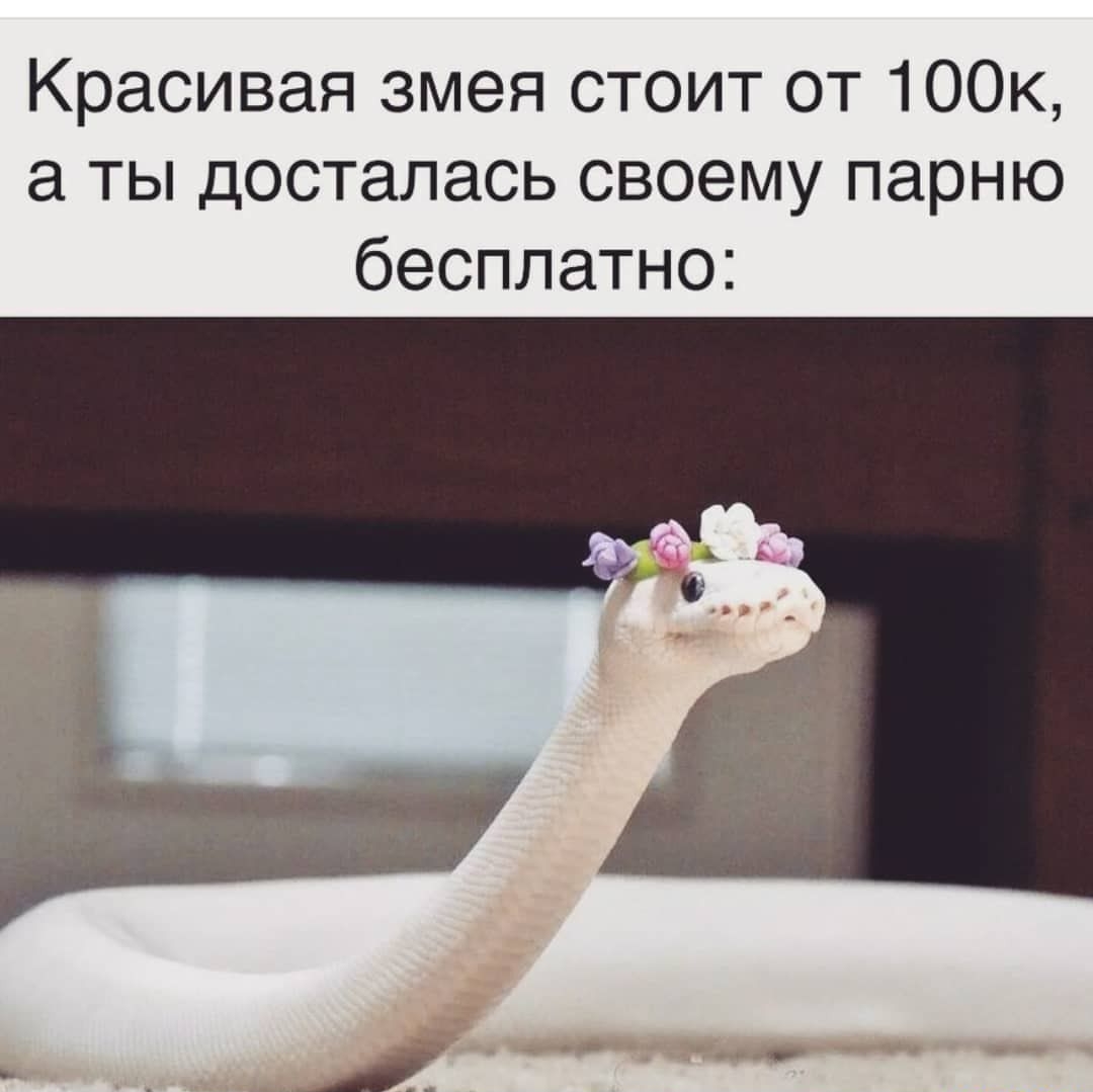 Красивая змея стоит от 100к а ты досталась своему парню бесплатно