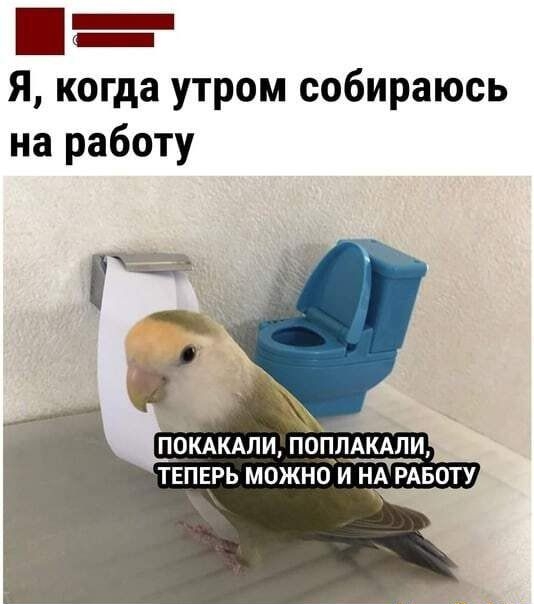 Я когда утром собираюсь на работу ТЕПЕРЬ МОЖНО Г НА РАБОТУ