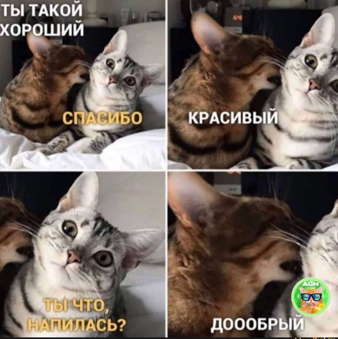ты ТАКОЙ хордшии