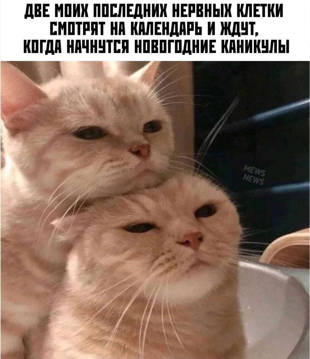 дВЕ МПИ ППЕЛЕДНИХ НЕРВНЬШ КЛЕТКИ ЕИПТРПТ Нд ШШЕНДПРЬ И ЖДЕТ ШГдд НПЧННТЕП НПВПГПДНИЕ КПНИКЕШЫ