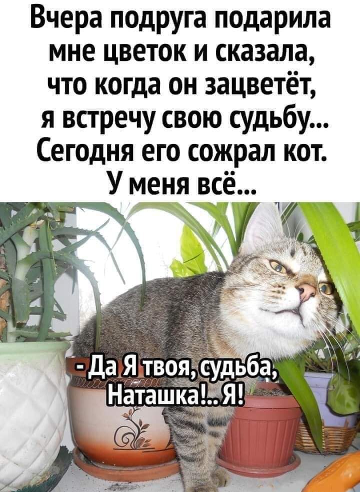 Вчера подруга подарила мне цветок и сказала что когда он зацветёт я встречу свою судьбу Сегодня его сожрал кот У меня всё