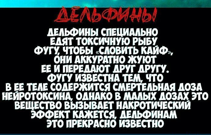 АЕЖЬФИНЫ АЕАЬФИНЫ СПЕЦИАЛЬНО ЕАЯТ ТОКСИЧНУЮ РЫБУ ФУ ЧТОБЫ САОВИТЬ КАЙФ ОНИ АККУРАТНО ЖУЮТ ЕЕ И ПЕРЕДАЮТ ШГ АРУ Фт ИЗВЕСТНА ТЕМ ЧТО В ЕЕ ТЕАЕ СОАЕРЖИТСЯ СМЕРТЕАЬНАЯ АОЗА НЕИРОТОКСИНА ОДНАКО В МААЫХ АОЗАХ ЭТО ВЕЩЕСТВО ВЬВЫВАЕТ НАКРОТИЧЕСКИЙ ЭФФЕКТ КАЖЕТСЯ АЕАЬФИНАМ ЭТО ПРЕКРАСНО ИЗВЕСТ НО