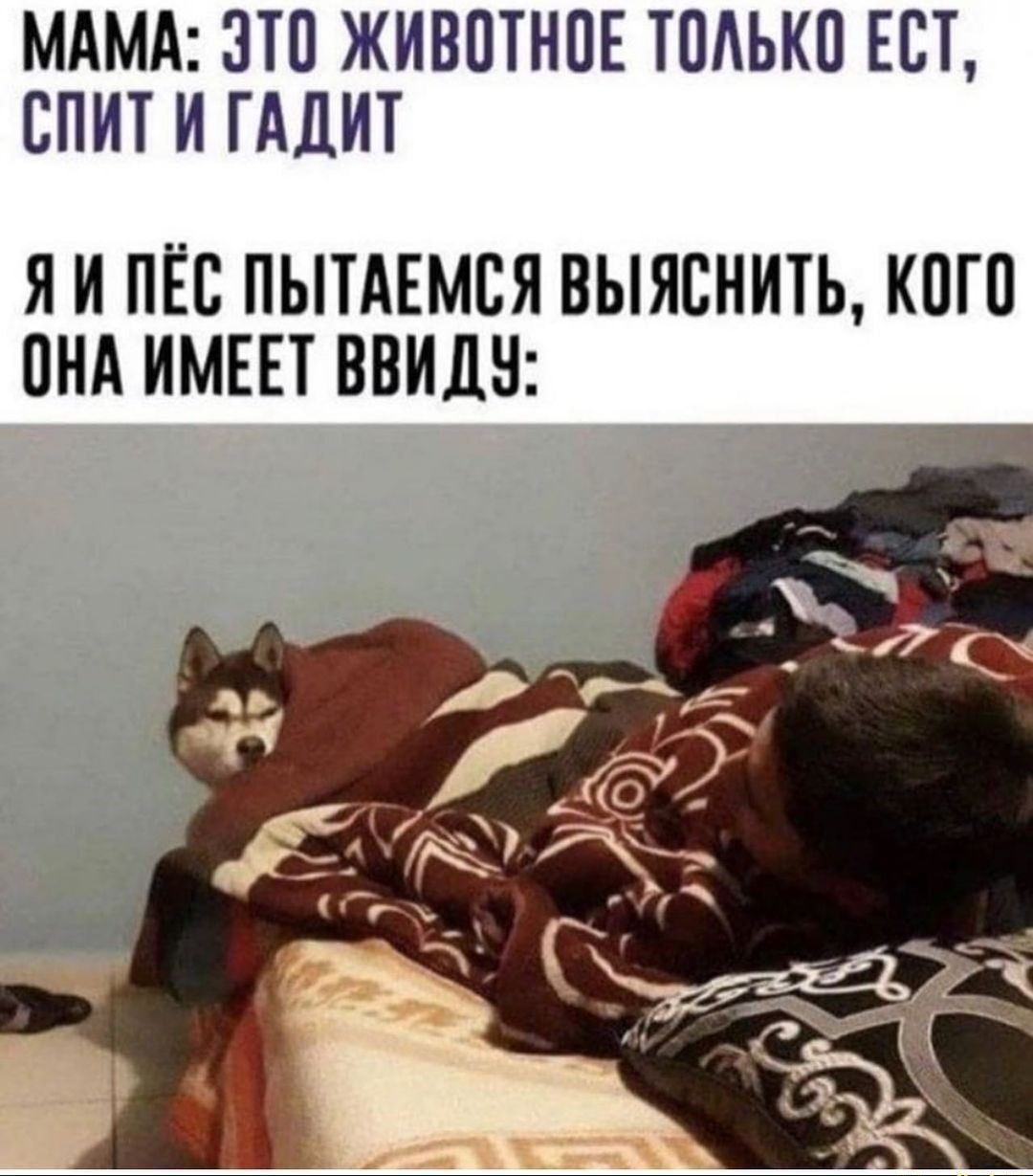 МАМА ЗТП ЖИВПТНПЕ ТПАЬКП ЕСТ СПИТ И ГАЛИТ Я И ПЁС ПЫТАЕМЕЯ ВЫЯСНИТЬ КОГО ПНА ИМЕЕТ ВВИЛН