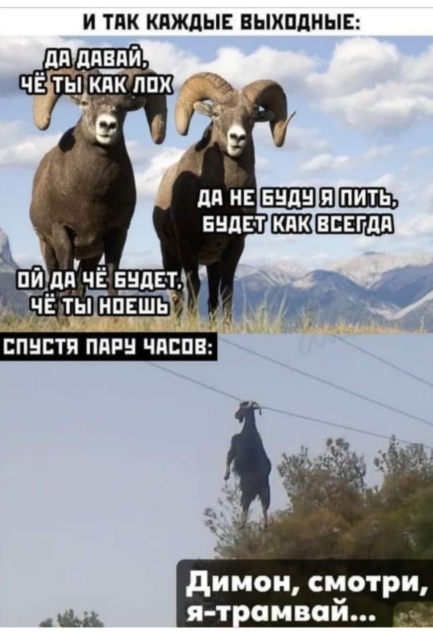 И ПК КдЖдЫЕ ВЫХОДНЫЕ дийон смотри шиной