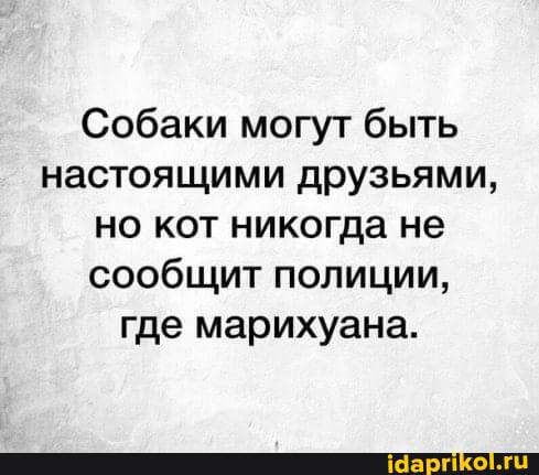 Собаки могут быть настоящими друзьями но кот никогда не сообщит полиции где марихуана