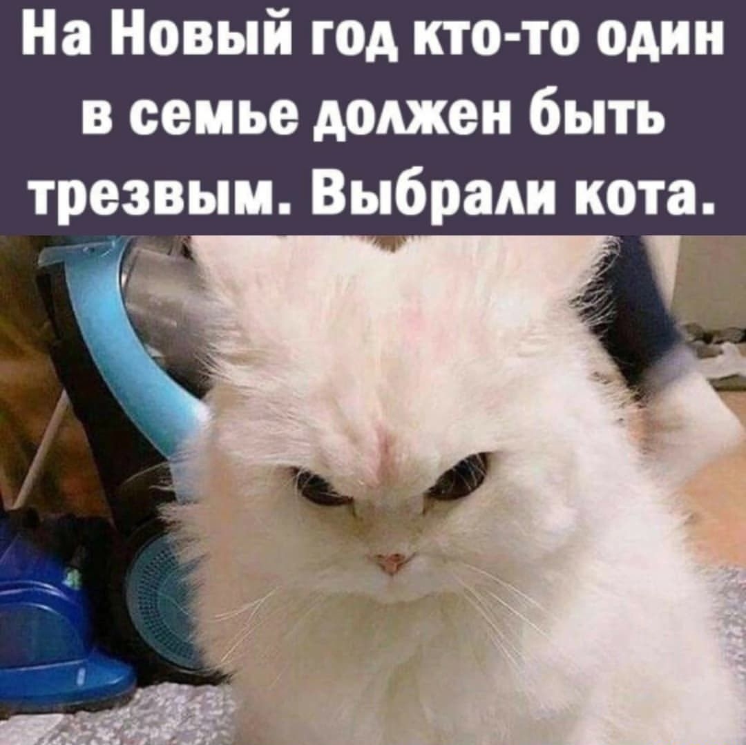На Новый год кто то один в семье должен быть трезвым Выбрали кота
