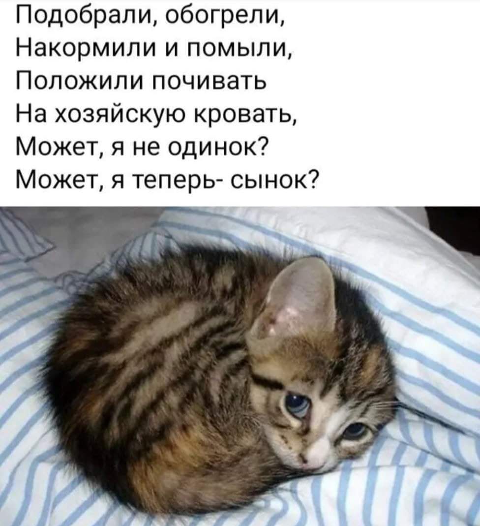 Подобрали обогрели Накормили и помыли Положили почивать На хозяйскую кровать Может я не одинок Может я теперь сынок
