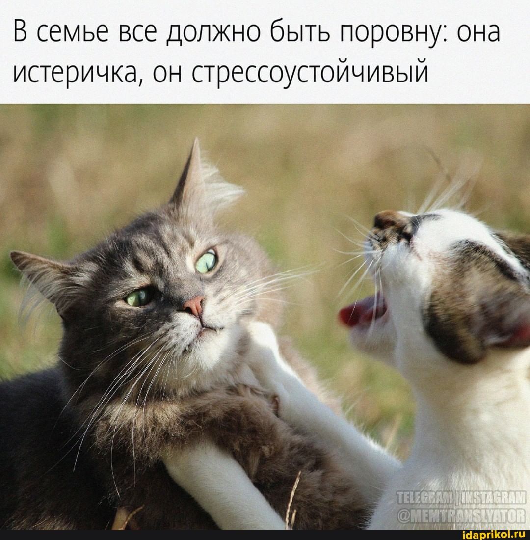 В семье все должно быть поровну она истеричка он стрессоустойчивый