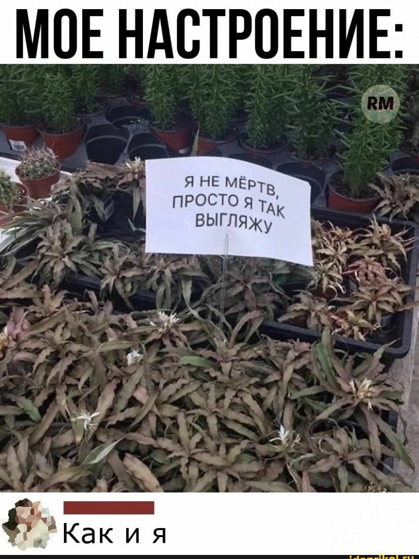 я не МЕрт __ просто я ЁЁ выгпяЖУ ч _ 4 1 4