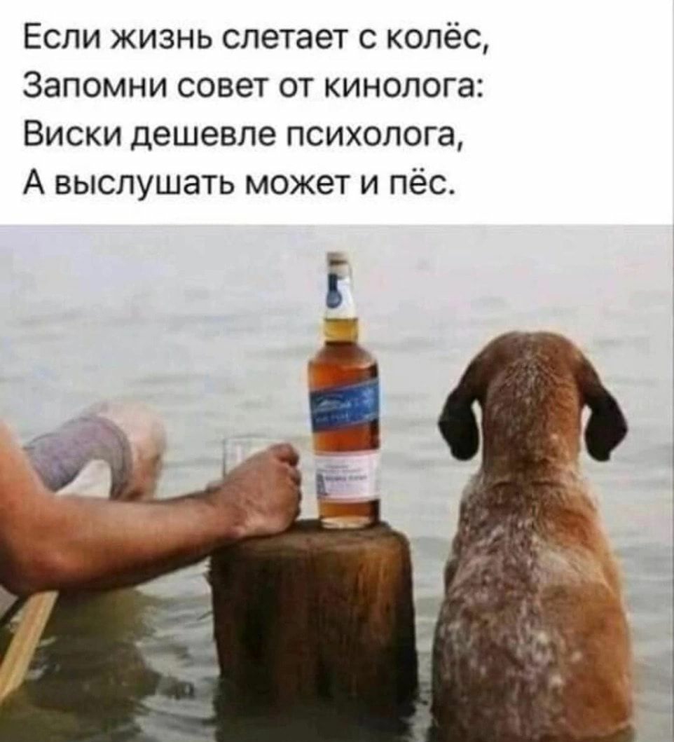 Если жизнь слетает колёс Запомни совет от кинопога Виски дешевле психолога А выслушать может и пёс