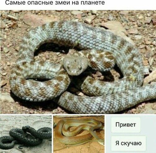 Самые опасные змеи на планете я скучаю
