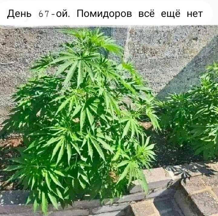 День адой Помидоров всё ещё нет