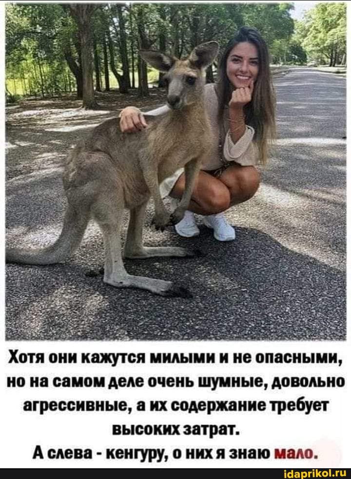 Хотя вии кажутся питии и из винными но на ваши мм очень шуиинв довольно агрессивные их ширинка требует высоких зари А шва кенгуру о иии знаю то