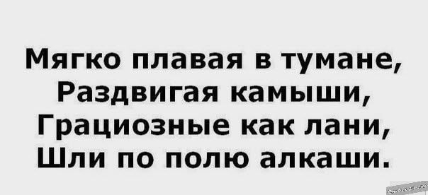 Мягко плавая в тумане Раздвигая камыши Грациозные как пани Шли по полю алкаши