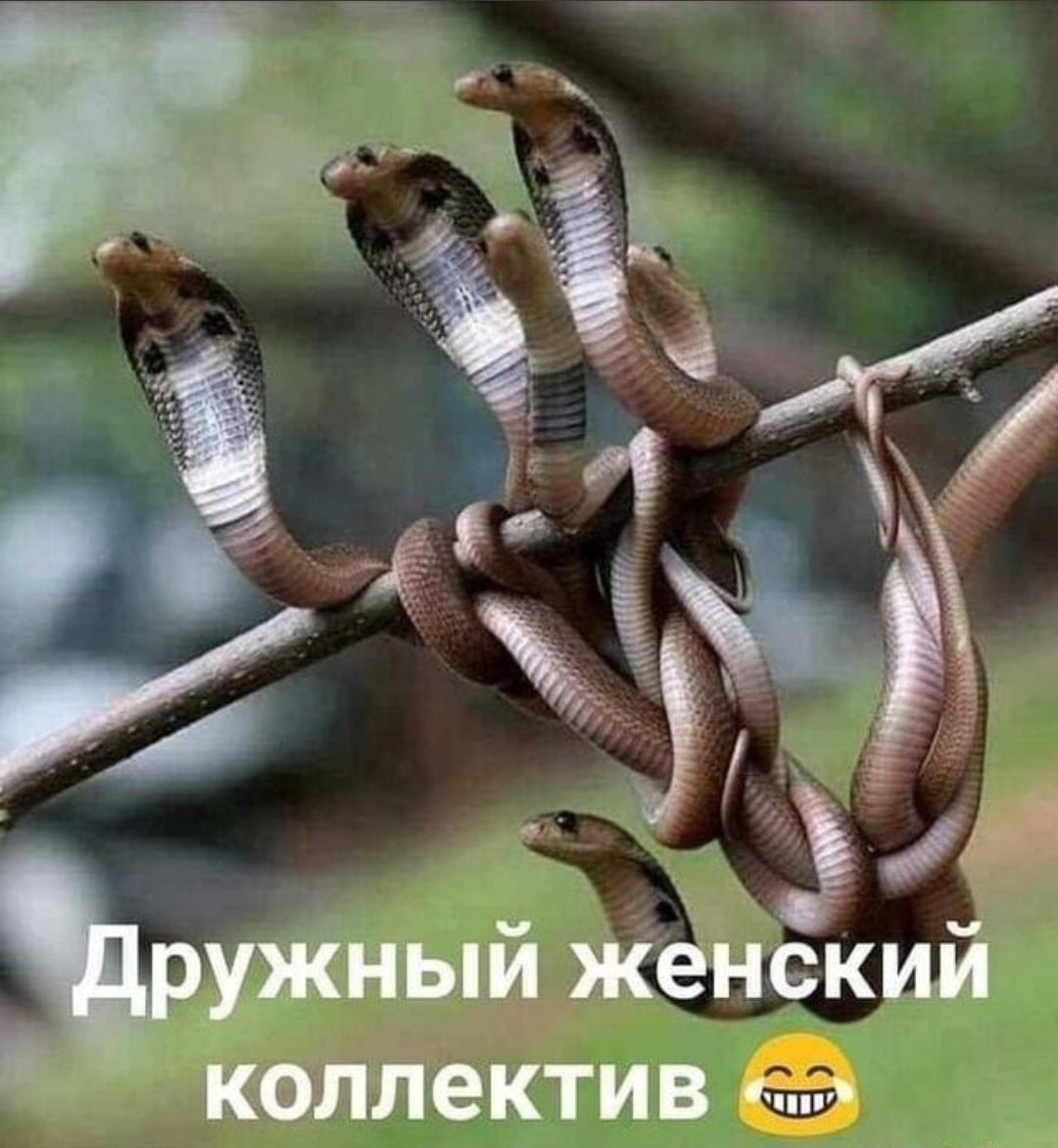 рштй женский Коллектив