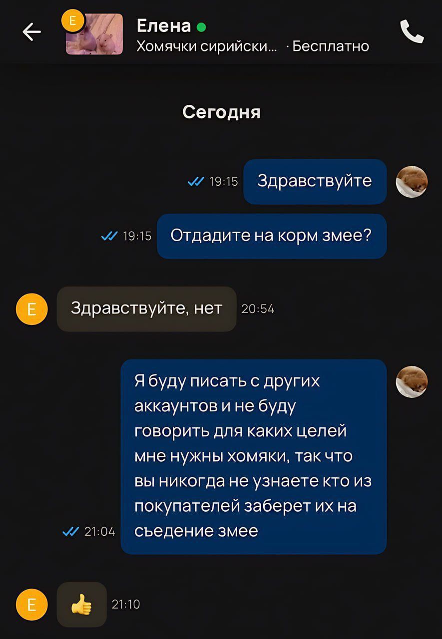 Здравствуйте! Отдайте на корм змее? Здравствуйте, нет. Я буду писать с других аккаунтов и не буду говорить для каких целей мне нужны хомяки, так что вы никогда не узнаете кто из покупателей заберет их на седение змеи.
