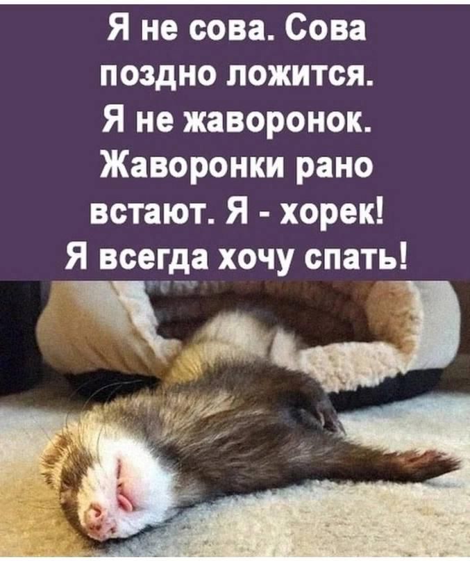 Я не сова. Сова поздно ложится. Я не жаворонок. Жаворонки рано встают. Я - хорек! Я всегда хочу спать!