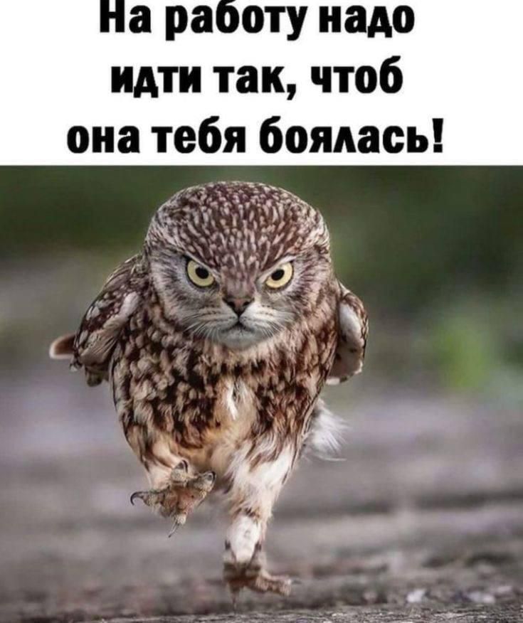 На работу надо идти так, чтобы она тебя боялась!