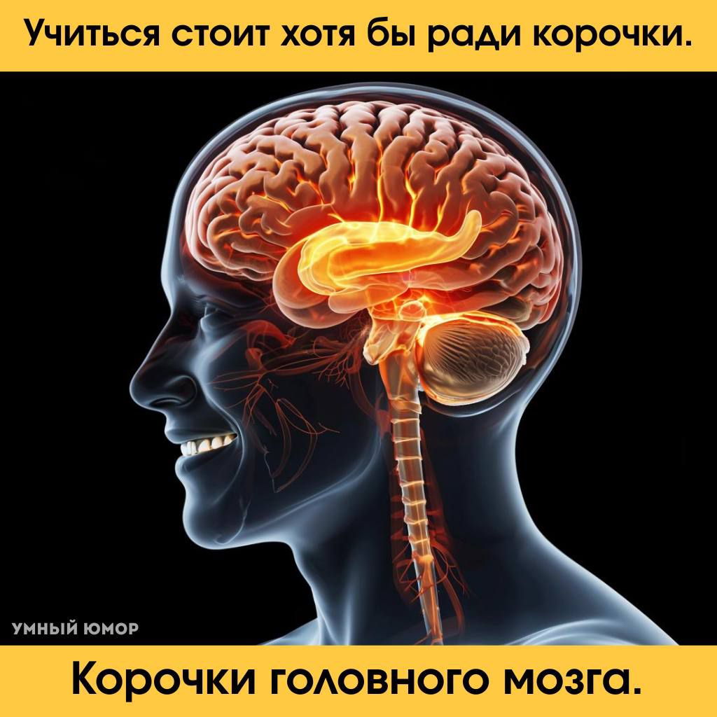 Учиться стоит хотя бы ради корочки.
Корочки головного мозга.