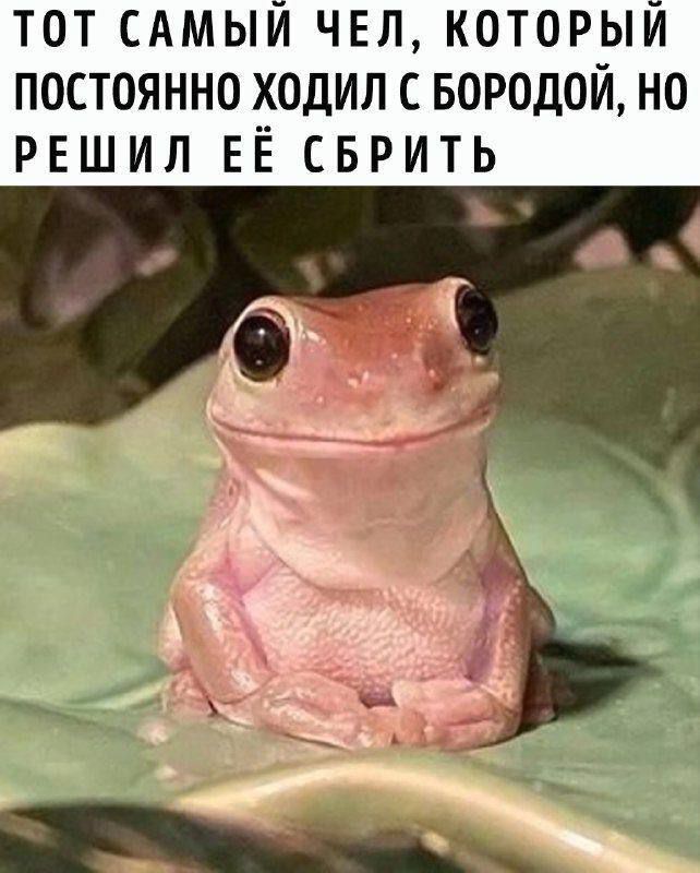 ТОТ САМЫЙ ЧЕЛ, КОТОРЫЙ ПОСТОЯННО ХОДИЛ С БОРОДОЙ, НО РЕШИЛ ЕЁ СБРИТЬ