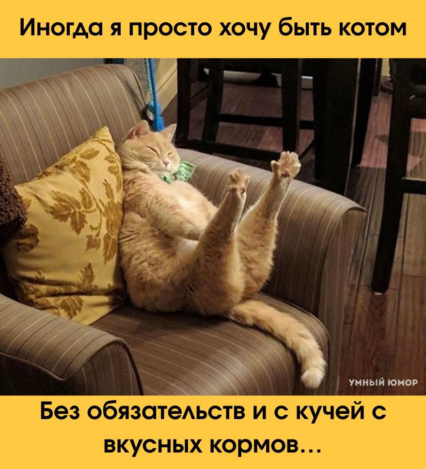 Иногда я просто хочу быть котом
Без обязательств и с кучей вкусных кормов...