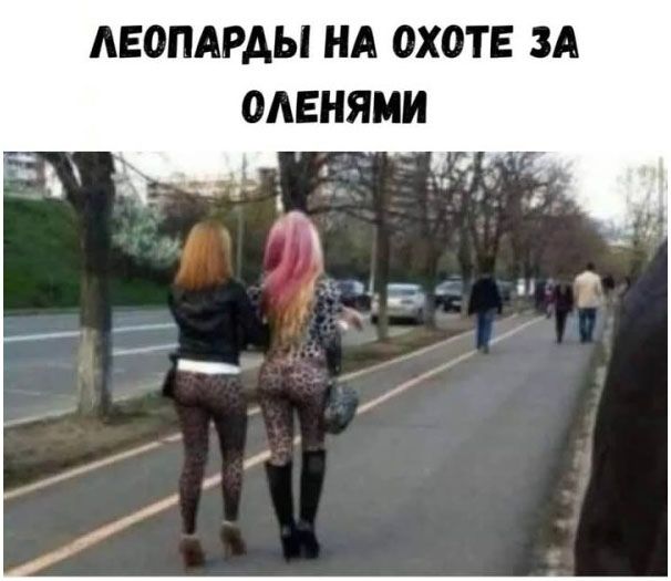 ЛЕОПАРДЫ НА ОХОТЕ ЗА ОЛЕНЯМИ