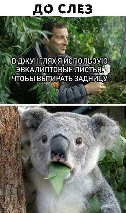 В ДЖУНГЛЯХ Я ИСПОЛЬЗУЮ ЭВКАЛИПТОВЬіЕ ЛИСТЬЯ ЧТОБЫ ВЬГГ_И РАТЬ ЗАДН ИЦУ тип